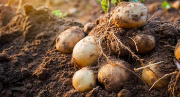 Správná zálivka brambor je zárukou vynikající úrody